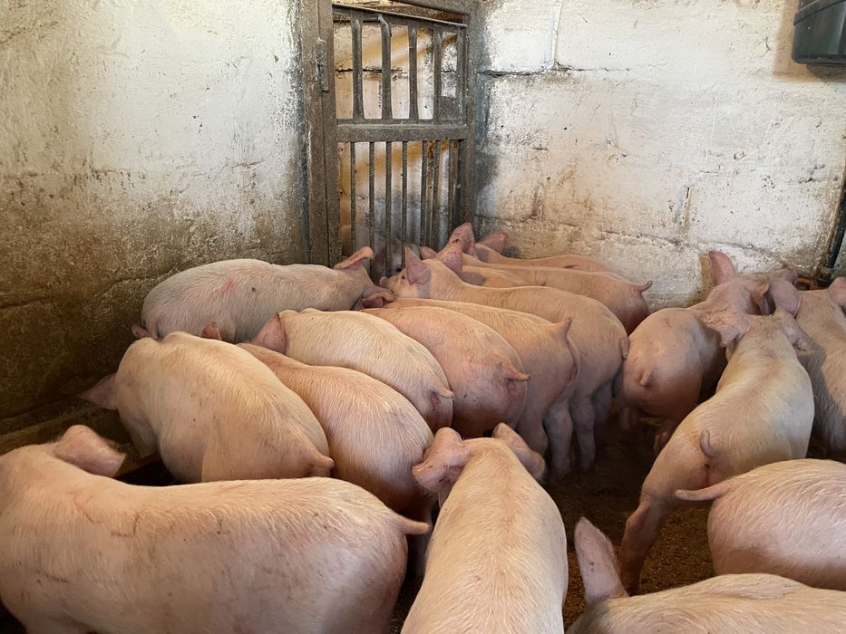 Продам поросят