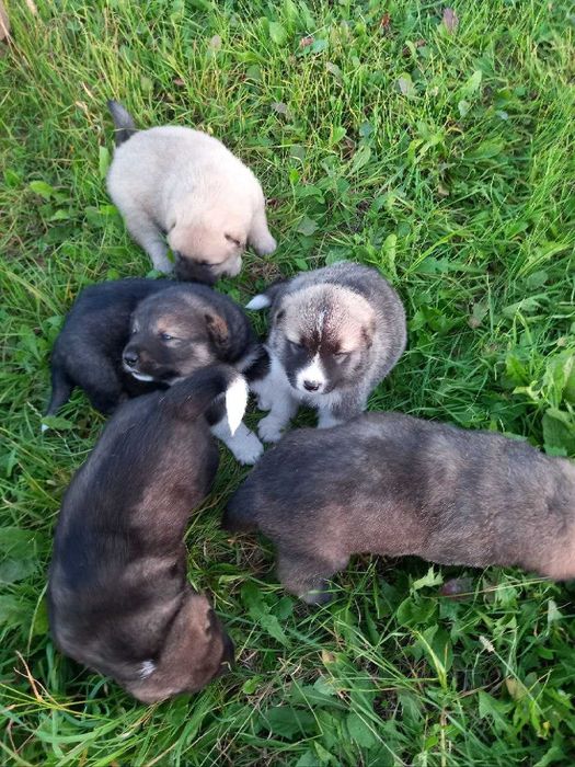 Кавказька вівчарка.Продаються.