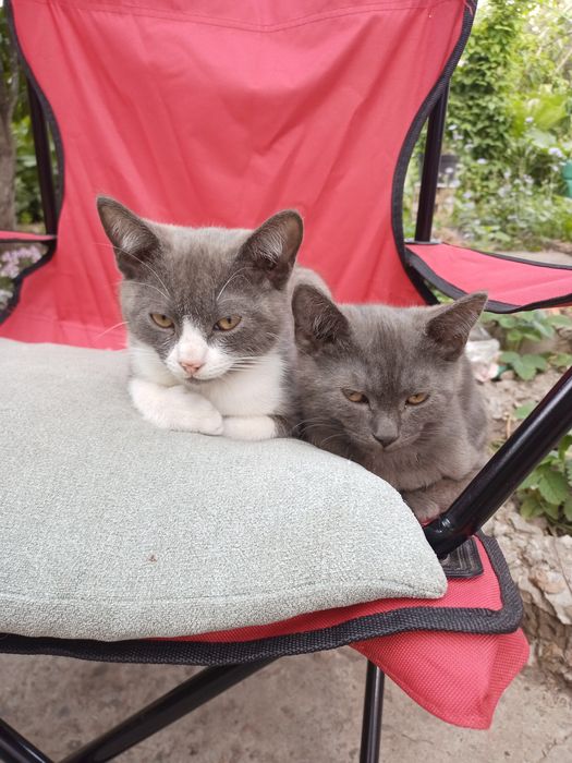 Отдам котят в хорошие руки !