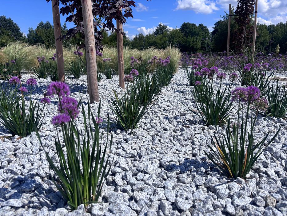 Grys granitowy Dalmatyńczyk - ten właściwy 8-16 & 16-22