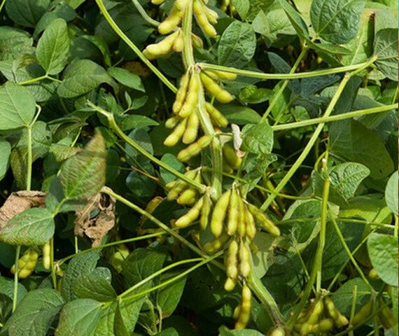 Соя Озборн насіння