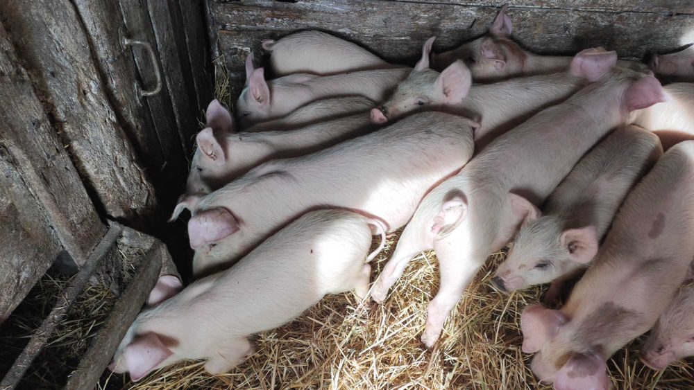 Продам поросят різного віку
