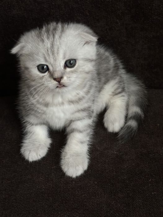 Дородні котики в люблячу сімʼю