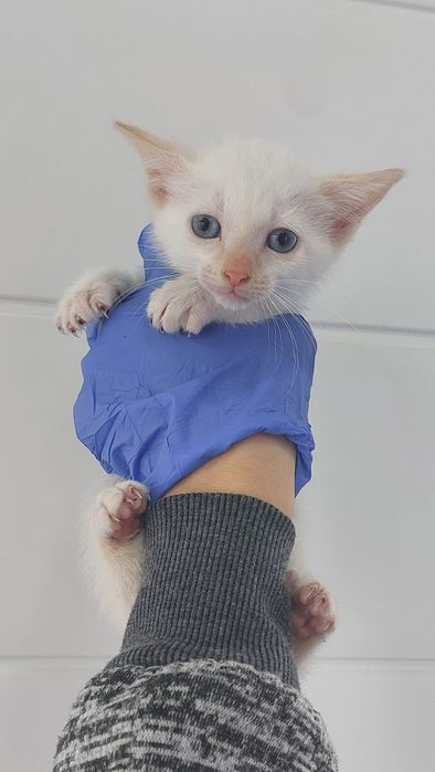 Gatinhos bebés para adoção