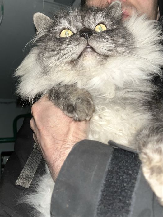 Найгарніший котик шукає родину