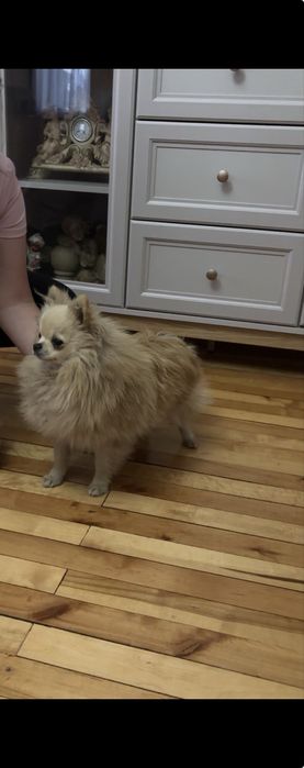 Szpic miniaturowy pomeranian
