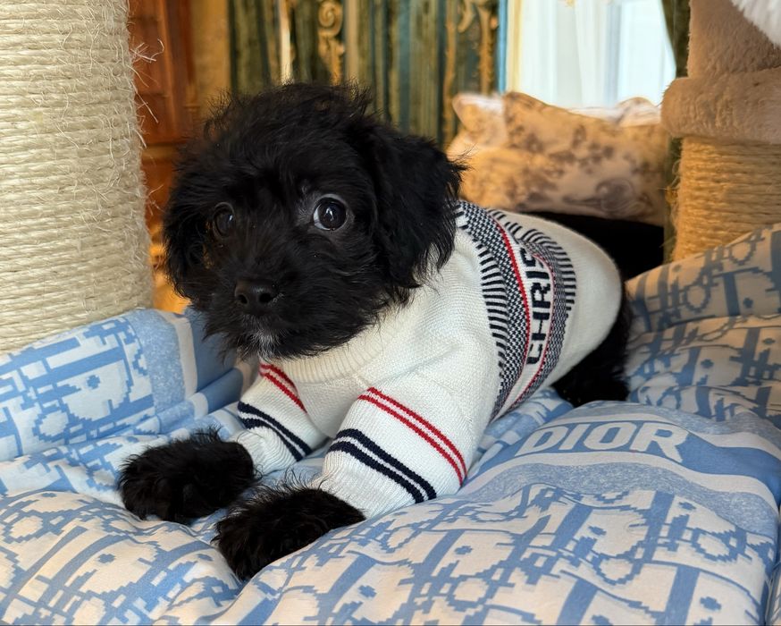 Мальтипу F1 -Слишком хорош чтобы долго ждать