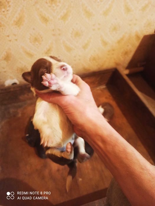 Щенки Бордер-колли