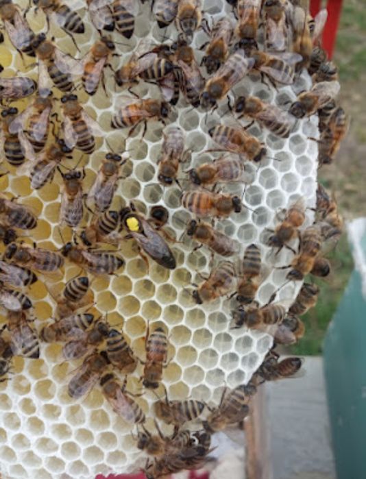 Бджолині матки укр.степ