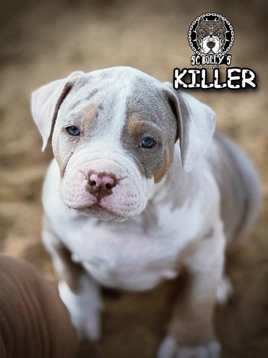 American Bully XL ABKC merle tricolor
