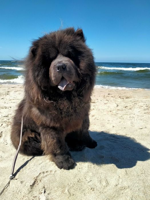 Niebieski Pies Chow Chow Dorosły Mazowieckie.