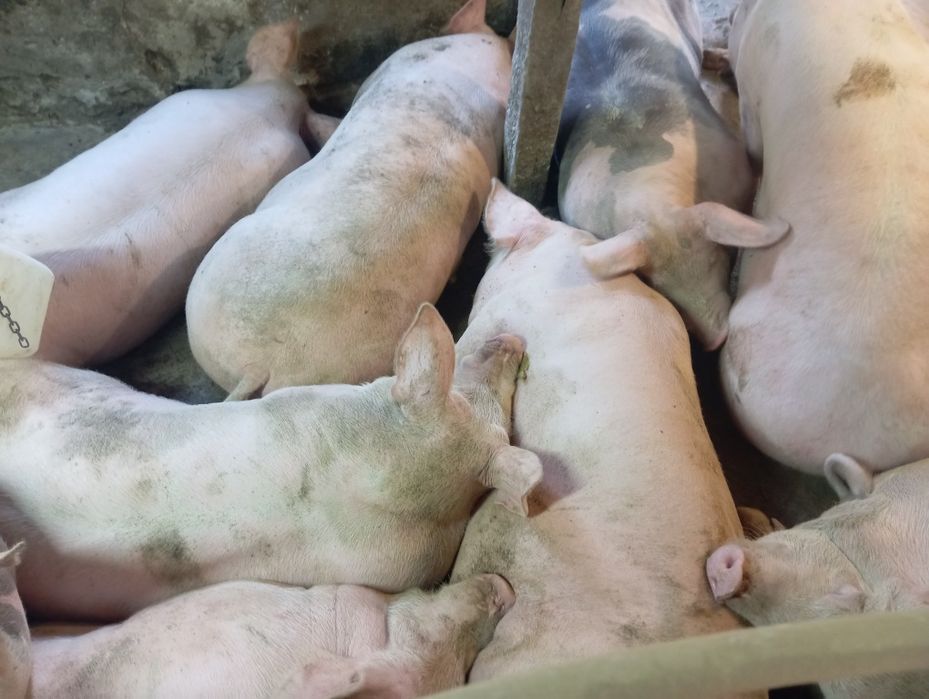 Продам годовані без додавання вітаміно  мінеральних добавок