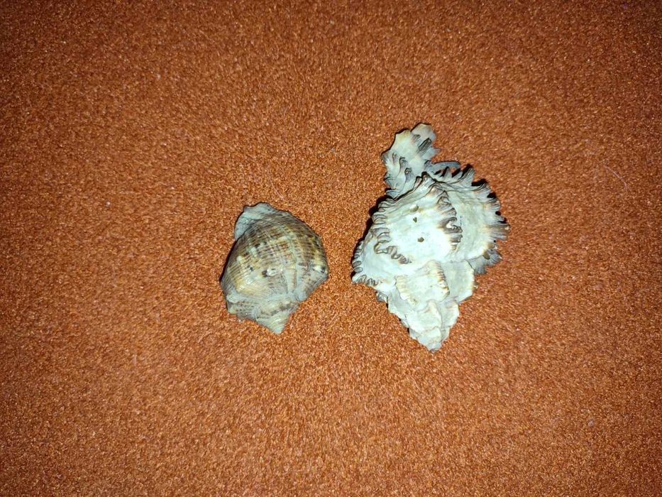 Ракушки для аквариума (70грн - 2шт.)