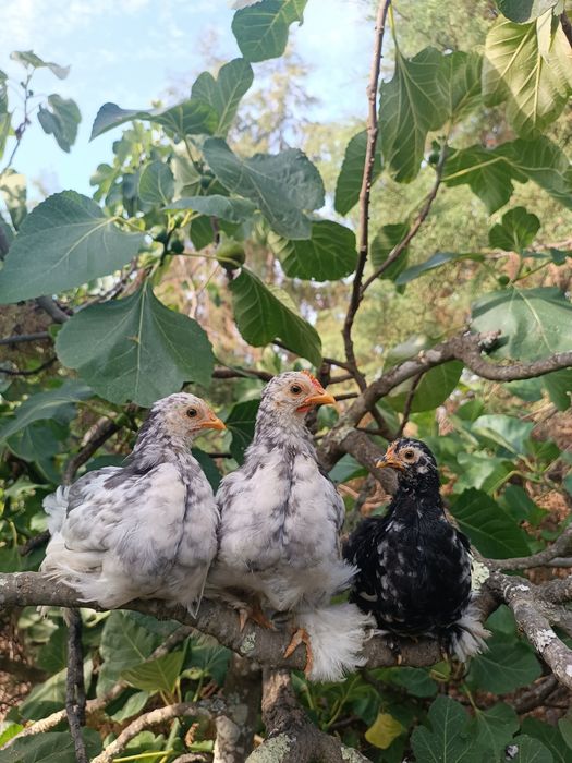 Trio de pintos pekin