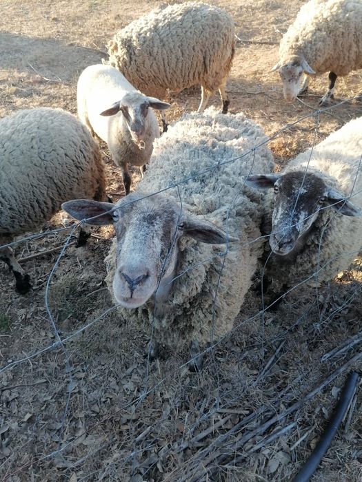 Ovelhas merino vs sulfolk