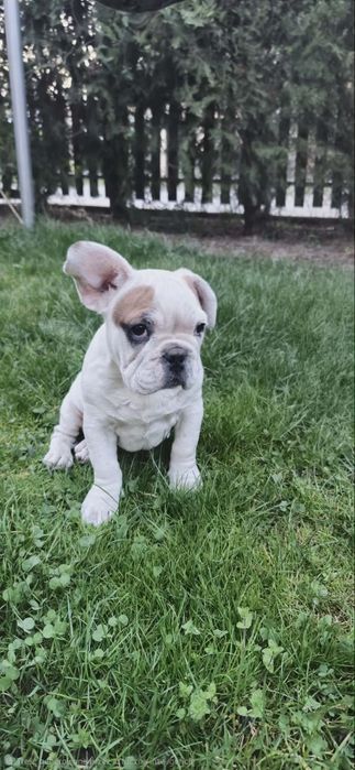 Samiec buldog francuski