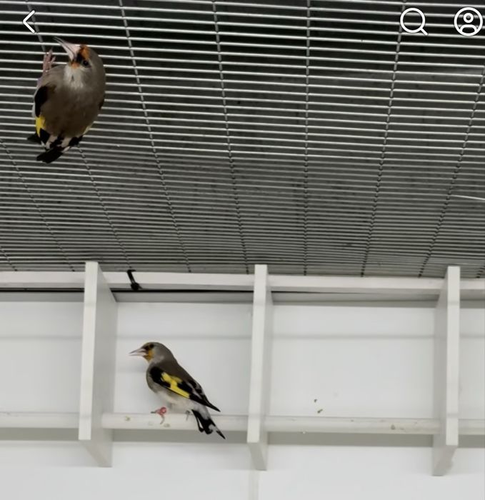 Casais Alario,  Azulao  e macho turaco