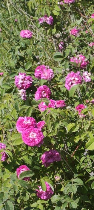 Саджанці чайної троянди.