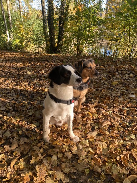 Oddam szczniaka w dobre rece