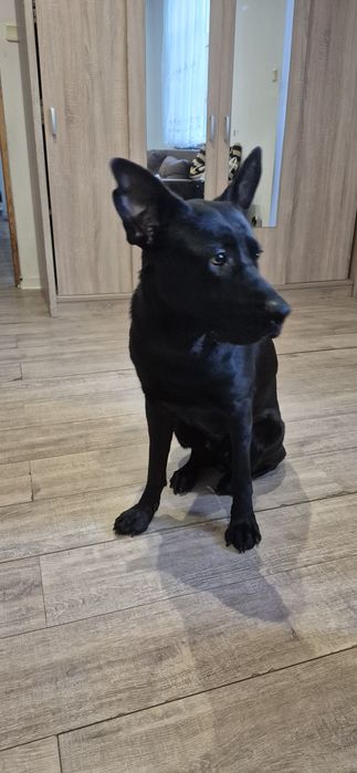 Suka mieszaniec Cane Corso z Owczarkiem Niemkeckim