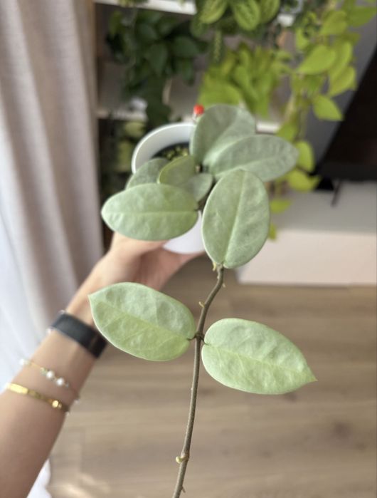 Hoya Hoja Carnosa Nova Ghost