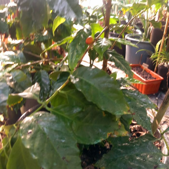 Café Arábica Plantas em vasos de 50 litros a produzir