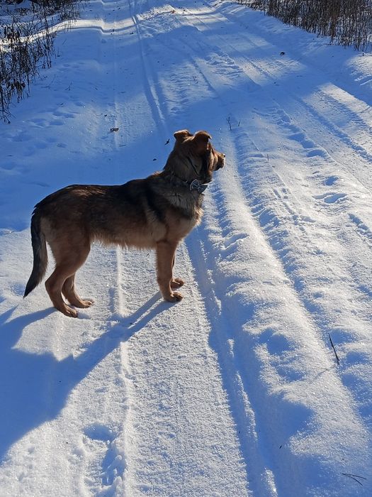Oddam pieska w dobre ręce