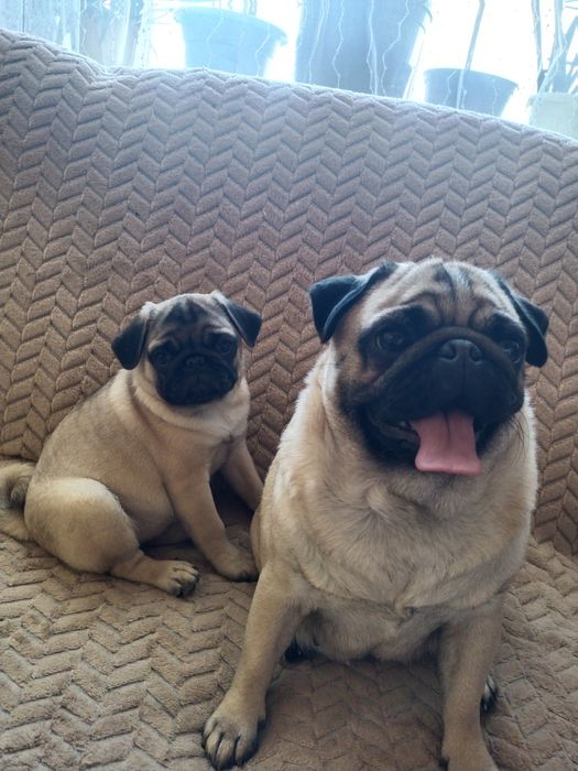 Шикарная шиложопая девочка с документами клуба УКФ