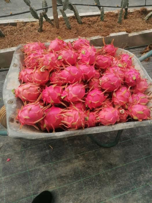 Pitayas / produção nacional / Biológica