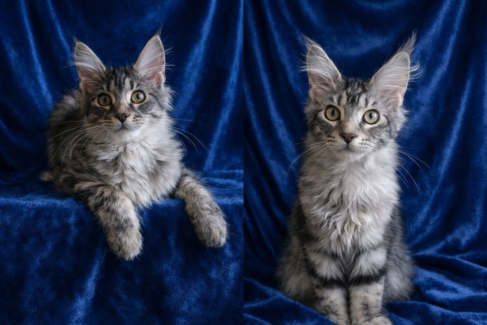 Кошенята  Мейн Кун  продажа