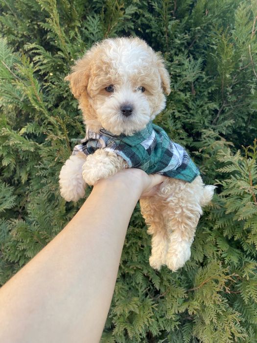 Цунятка міні мальтипу