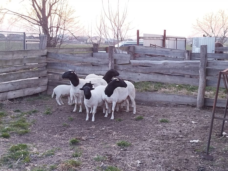 Баранчики породи Дорпер