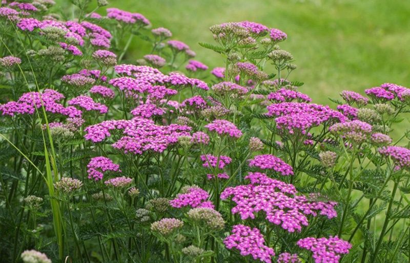 Квіти садові. кущі