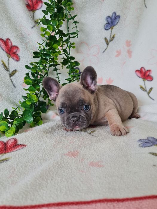 Excelente menina blue fawn Bulldog/Bouledogue Frances de Qualidade