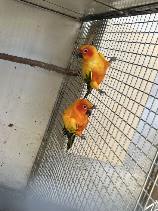 Casal de aratingas sol