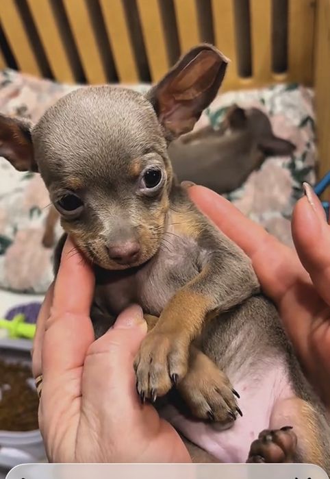 Цуценятка той терʼєри готові до переїзду