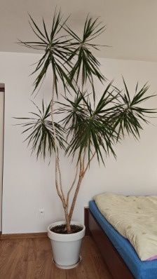 Dracena duży kwiatek