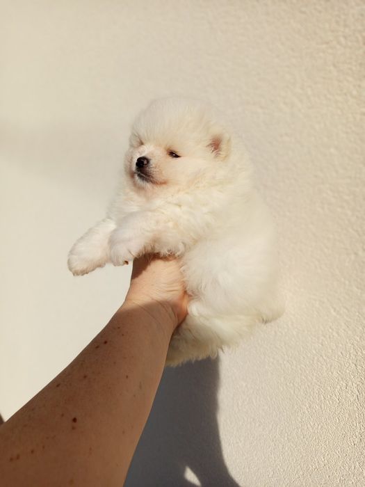 Померанські Шпици гарні ведмедики!