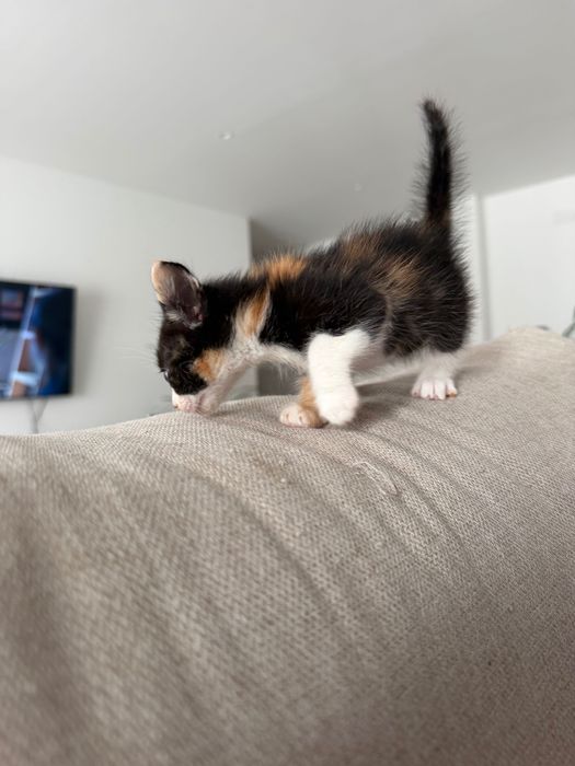 Gatos bebe para adoção