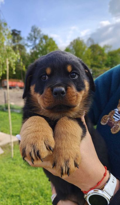 Rottweiler - śliczne szczeniaki