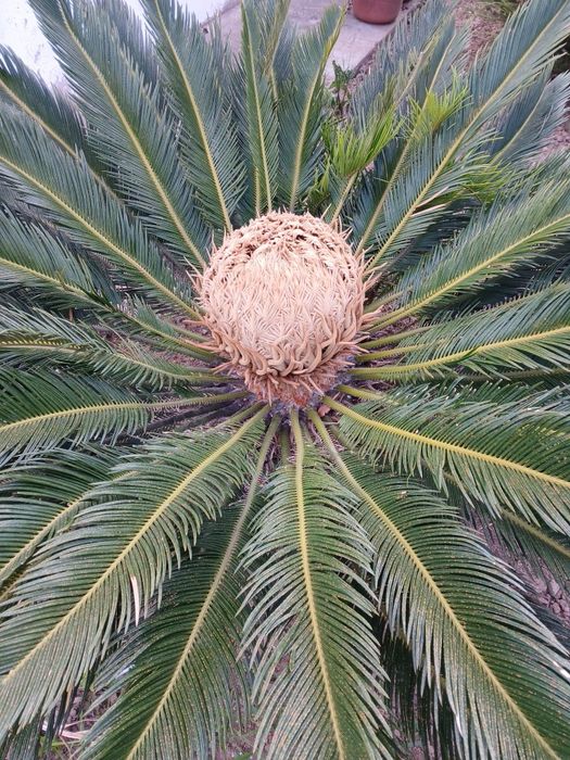 Cyca da Madeira Grande
