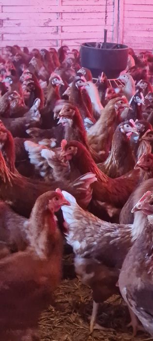 Kury Nioski z jajkiem.Kurki z dowozem.Wszystkie rasy kur.Dzwoń Pytaj!