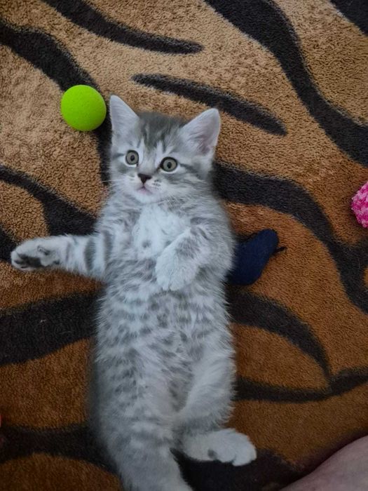 Gatinho Scotish Straight