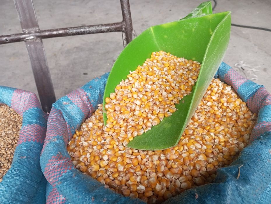 Dla drobiu pszenica kukurydza