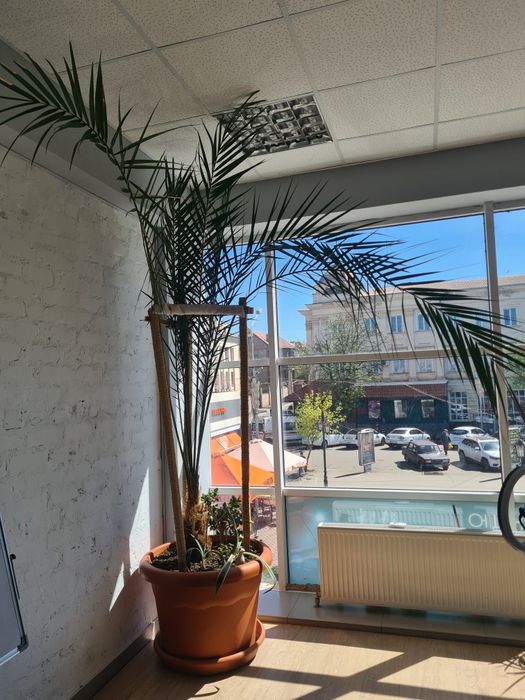 Фінікова пальма 40 років 3.5м