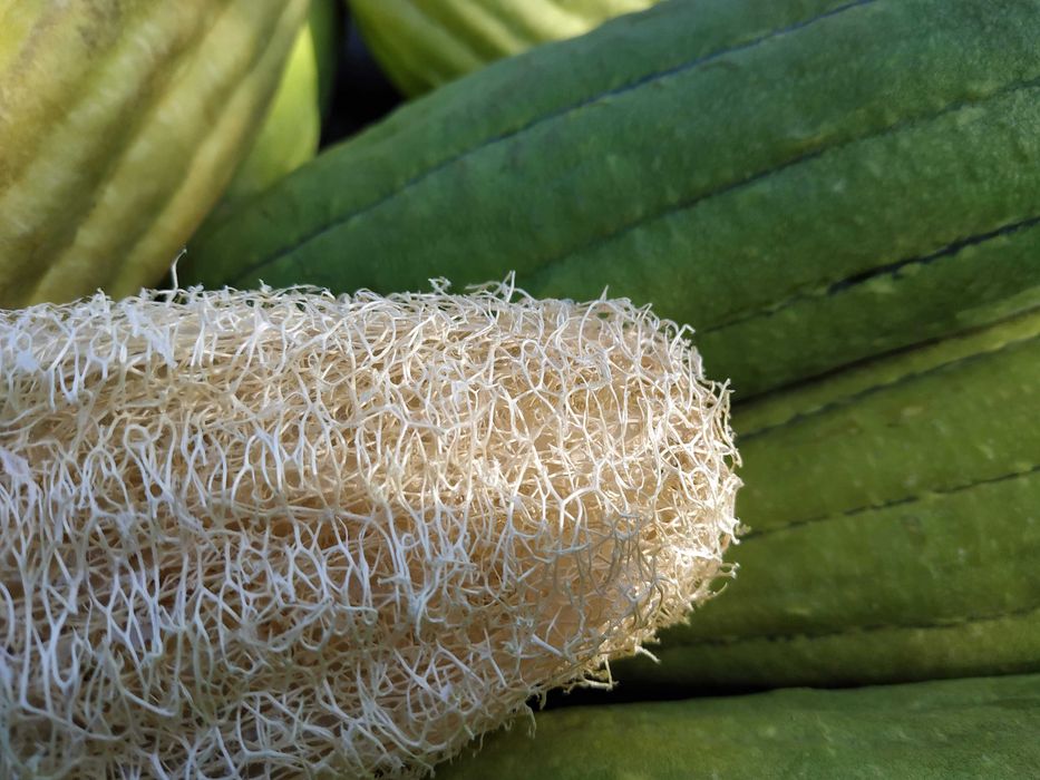 Люффа (мочалка) семена, насіння