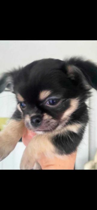 Chihuahua szczeniaki z rodowodem
