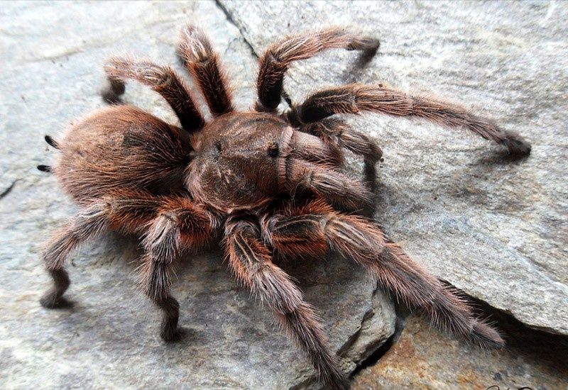 Grammostola Rosea L5 ptasznik pająk