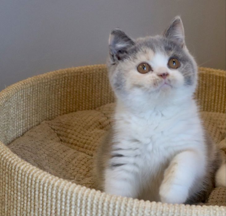 Kotka brytyjska z Rodowodem FPL opcja hodowlana