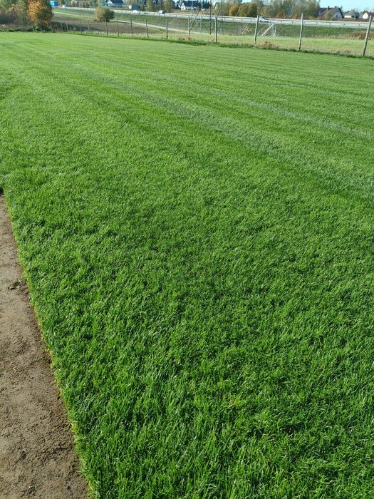 Trawa z rolki producent Rzeszow, Tarnow, Debica